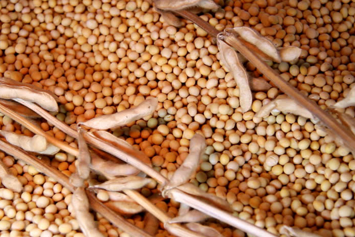 Soybean Seed Manufacturer in India