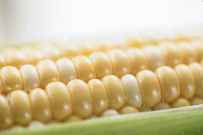 White Corn Seeds Manufacturer in India