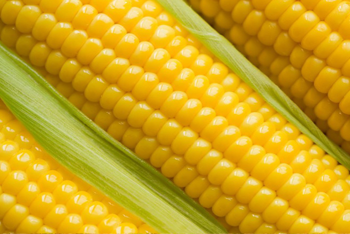 Yellow Corn Seeds Manufacturers in India